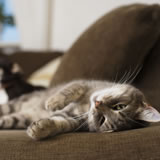 Top tips for finding accommodation with pets